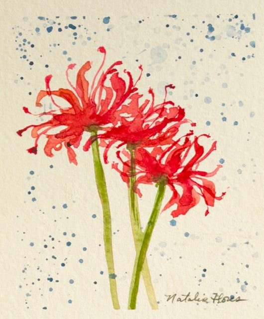 Spiderlily