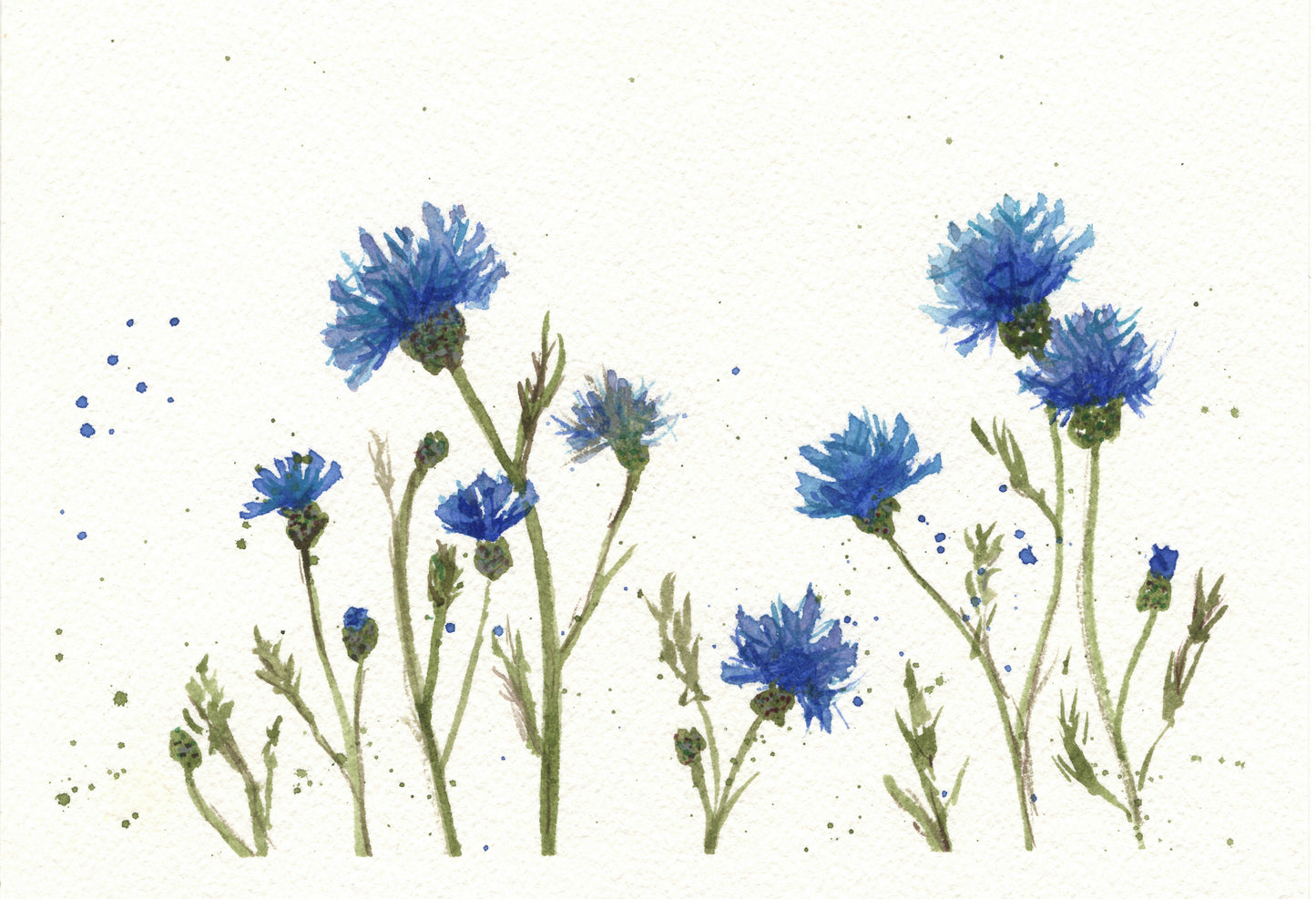 Cornflower Notecard